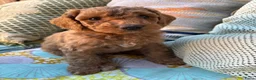 Australian Labradoodle honden te koop: Australian labradoodle reutjes beschikbaar  - Advertentie 11