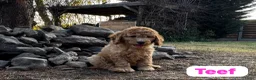 Australian Labradoodle honden te koop: Australian Labradoodles - Advertentie 5