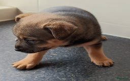 Jack Russel Terriër honden te koop: Pups: Jack Russel X Keeshond - Afbeelding 5