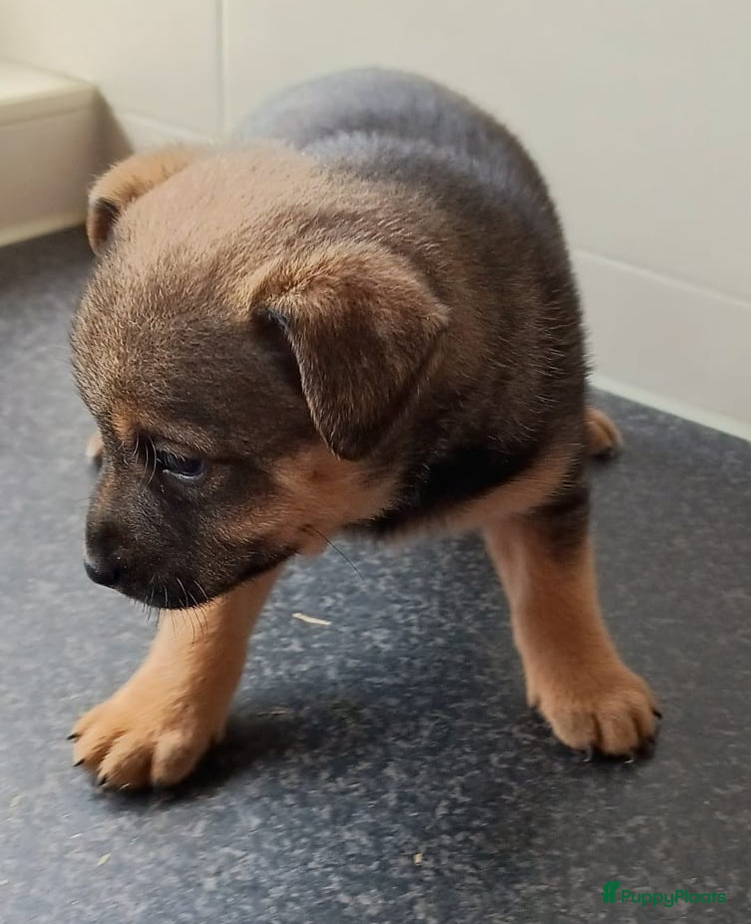 Jack Russel Terriër honden te koop: Pups: Jack Russel X Keeshond - Afbeelding 5