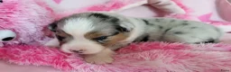 Australian Shepherd honden te koop: Australian Shepherd met FCI Stamboom - Advertentie 15