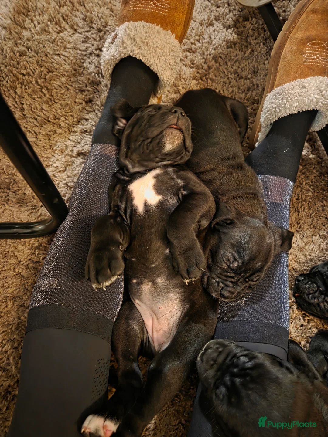 Cane Corso honden te koop: Prachtige CaneCorso's pups!  - Advertentie 9