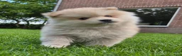 Kruising honden te koop: Pomsky x shiba inu (1/4) pups - Advertentie 10