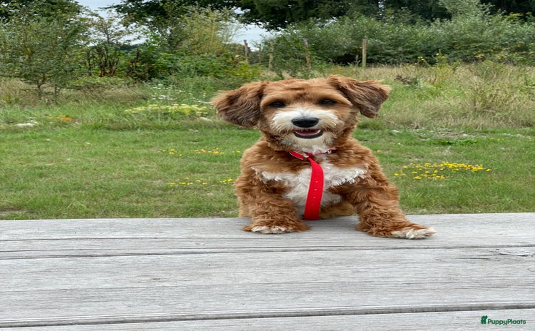 Maltipoo honden - Advertentie 16