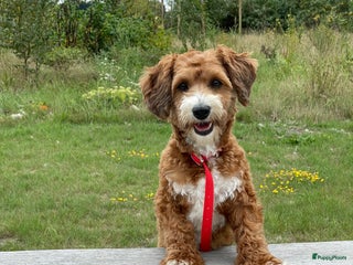 Maltipoo honden - Advertentie 14