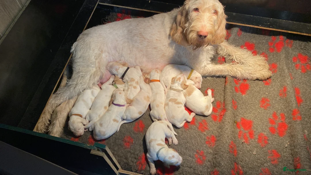 Spinone Italiano honden te koop: SPINONE Italiano - Advertentie 1