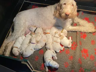 Spinone Italiano honden SPINONE Italiano - Advertentie 1