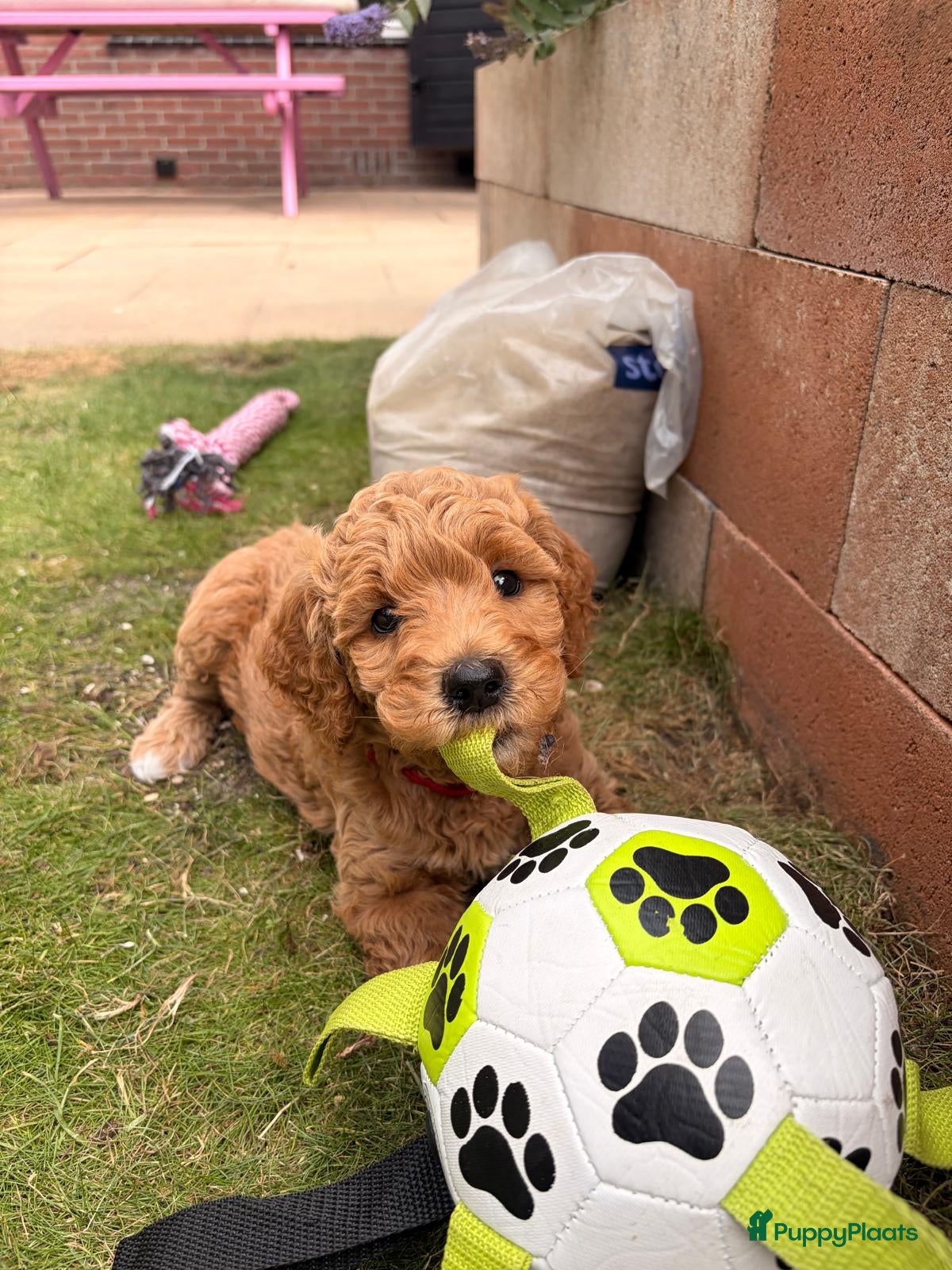 Goldendoodle honden Knappe Goldendoodles Pups  - Advertentie 6
