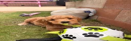 Goldendoodle honden te koop: Knappe Goldendoodles Pups  - Advertentie 1