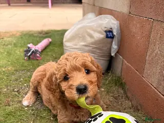 Goldendoodle honden Knappe Goldendoodles Pups - Advertentie 6
