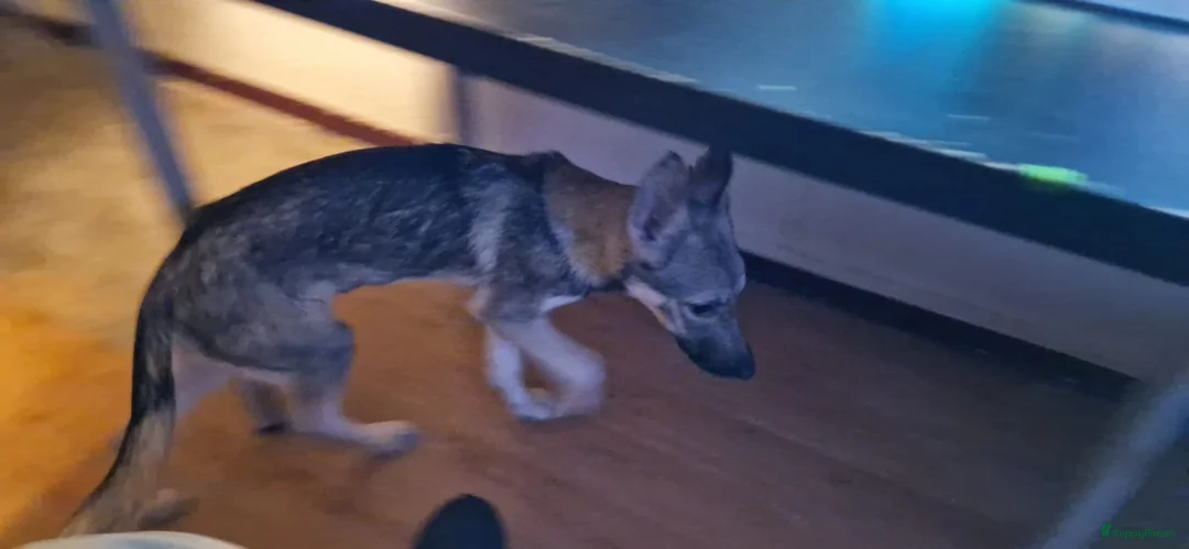 Kruising honden te koop: Tsjechoslowaakse Wolfhond x Tervuerense Herdertjes - Advertentie 8