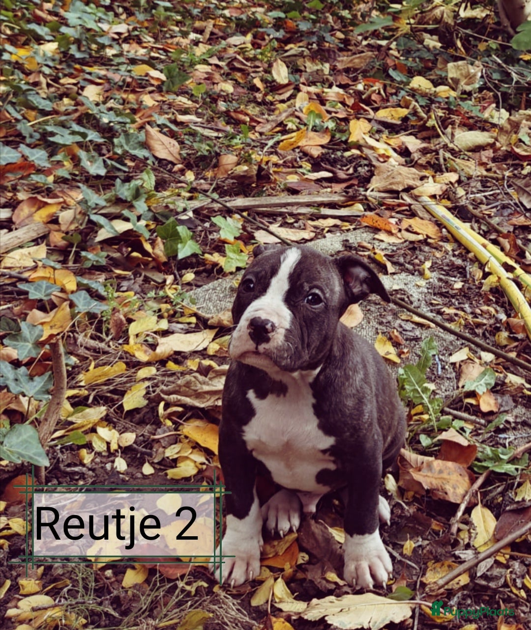 American Staffordshire Terriër honden te koop: Amerikaanse stafford pups  - Advertentie 9