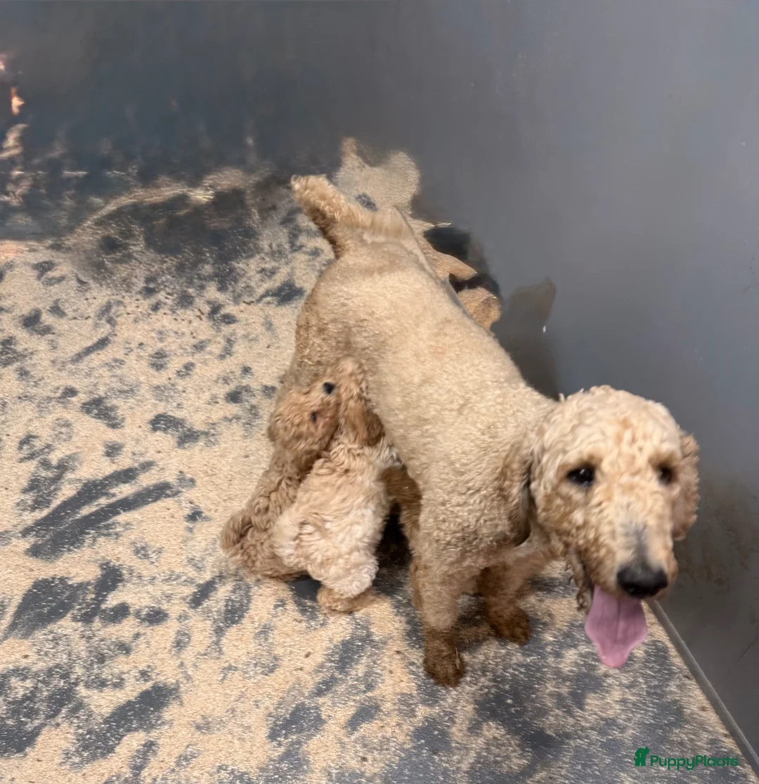 Labradoodle honden te koop: Labradoodle  - Advertentie 8