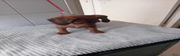 Kruising honden te koop: teckel tussen labradoodles puppy - Advertentie 3
