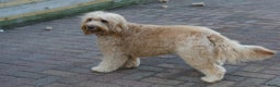Labradoodle honden ter adoptie: labradoodle F 3 medium  - Advertentie 3