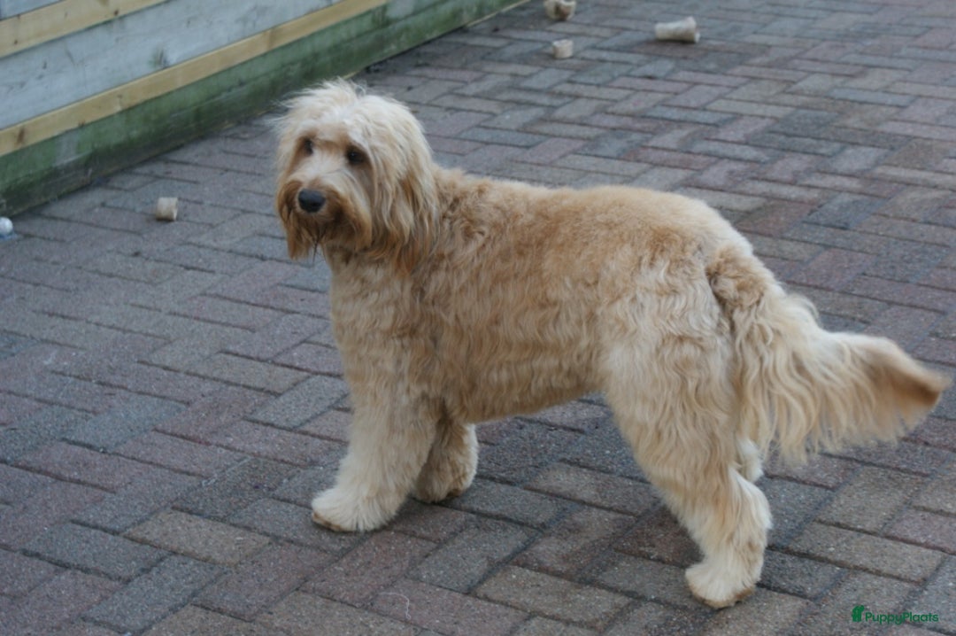 Labradoodle honden ter adoptie: labradoodle F 3 medium  - Advertentie 3