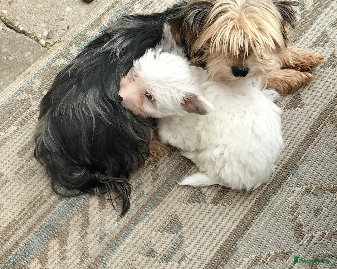 Kruising honden te koop: Yorkshire Terriër x biewer in Eersel - Advertentie 2