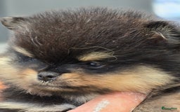 Pomeriaan honden te koop: Te koop prachtige pomeriaan pups in Veenendaal - Afbeelding 3