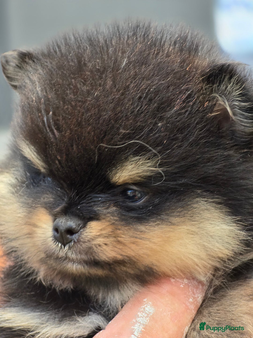 Pomeriaan honden te koop: Te koop prachtige pomeriaan pups in Veenendaal - Afbeelding 3