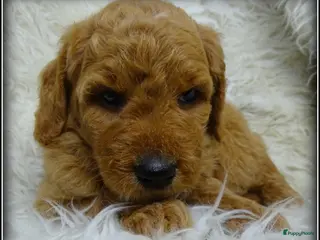 Labradoodle honden Labradoodle F4 medium pups - Advertentie 3