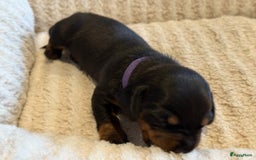Teckel (korthaar)  honden te koop: Dwergteckel teefjes op zoek naar een gouden mandje in Halsteren - Afbeelding 14