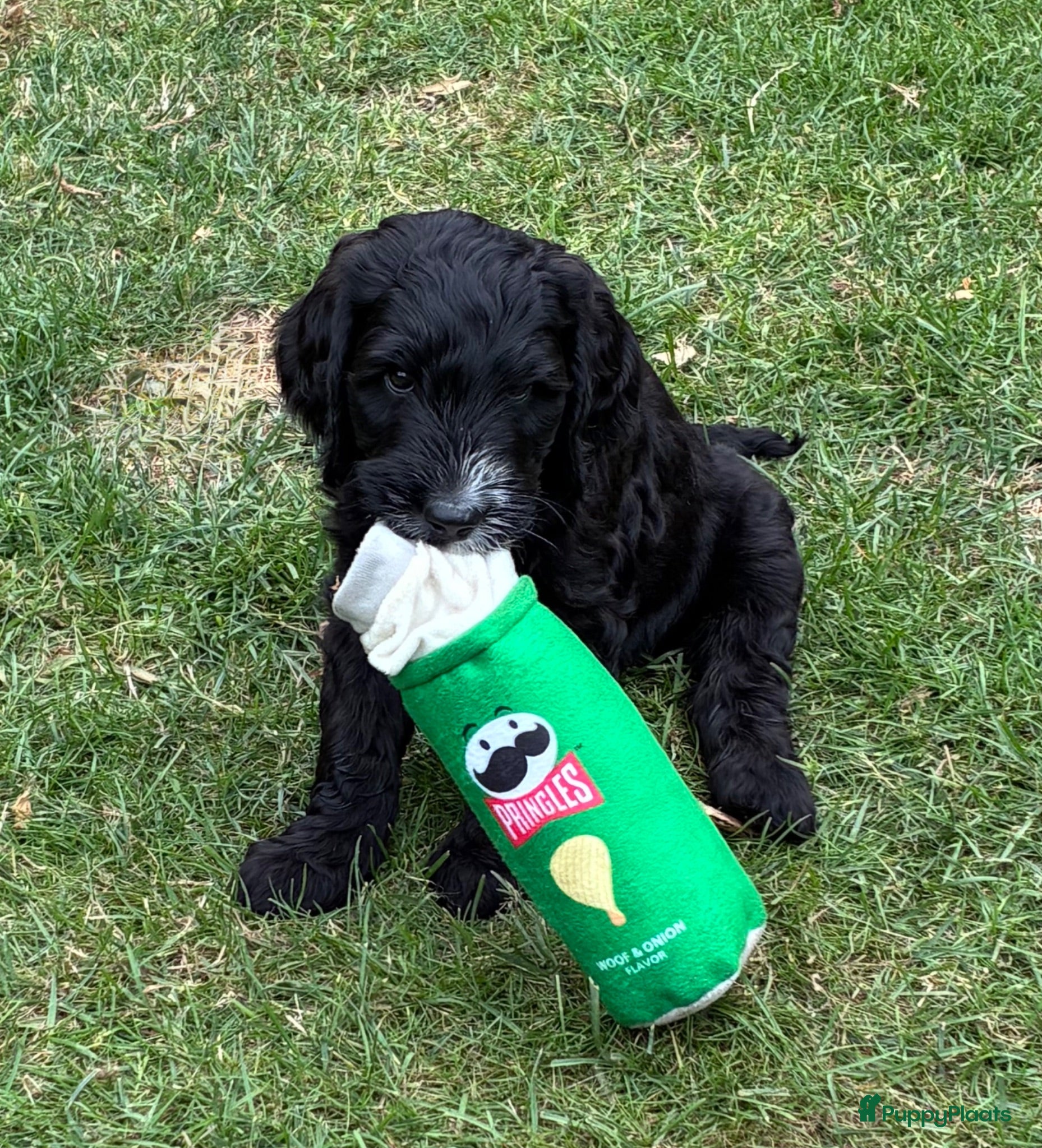 Labradoodle honden Hele mooie medium Labradoodle pups - Advertentie 2