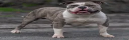 Amerikaanse Bully honden ter dekking: American Bully XL dekreu  - Advertentie 8