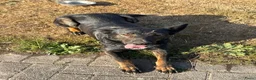 Mechelse Herder honden te koop: Mechelse Herders.Reu en Teef .. 3 jaar - Advertentie 8