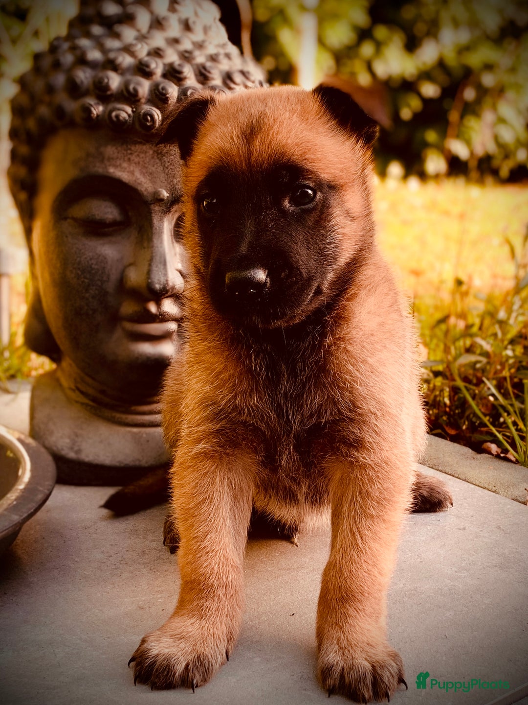 Mechelse Herder honden te koop: Mechelse herder pups met stamboom F.C.I - Advertentie 22