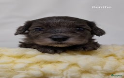 Australian Labradoodle honden te koop: Australian labradoodle Backcross micro/mini - Afbeelding 7