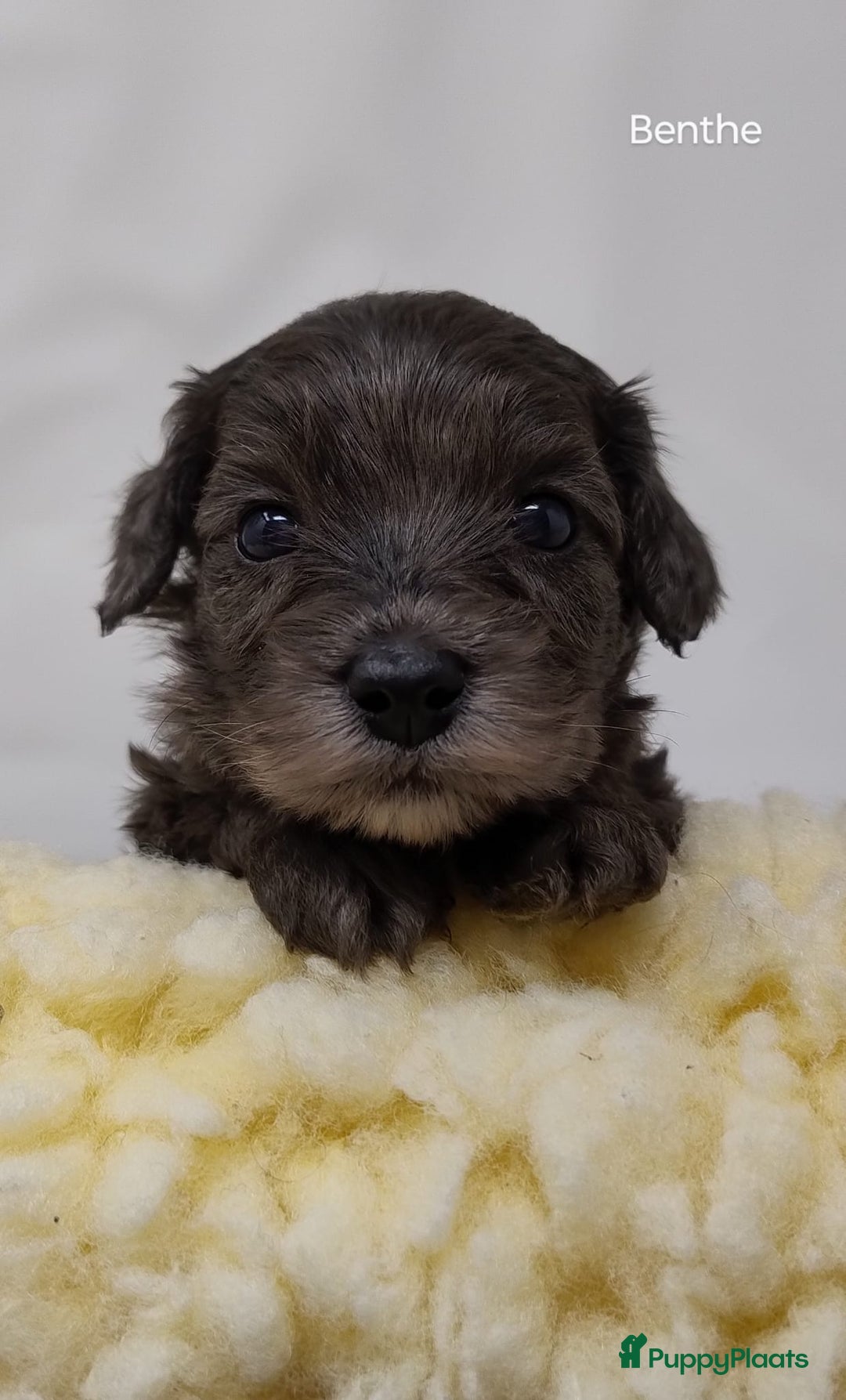 Australian Labradoodle honden te koop: Australian labradoodle Backcross micro/mini - Afbeelding 7