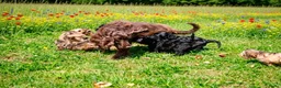 Cockapoo honden te koop: Cockapoo pups - Advertentie 2