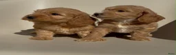 Cockapoo honden te koop: cockapoo pups - Advertentie 8