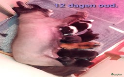 Pomeriaan honden te koop:  2 Prachtige pomeriaan/dwergkees pups. in Enkhuizen - Afbeelding 27