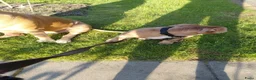 Old English Bulldog honden te koop: Te koop in Dalfsen - Advertentie 3