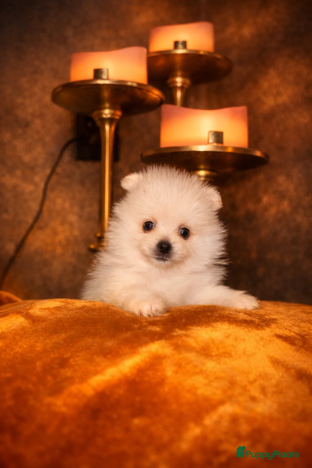 Pomeriaan honden te koop: Pomeriaan pups - Advertentie 2