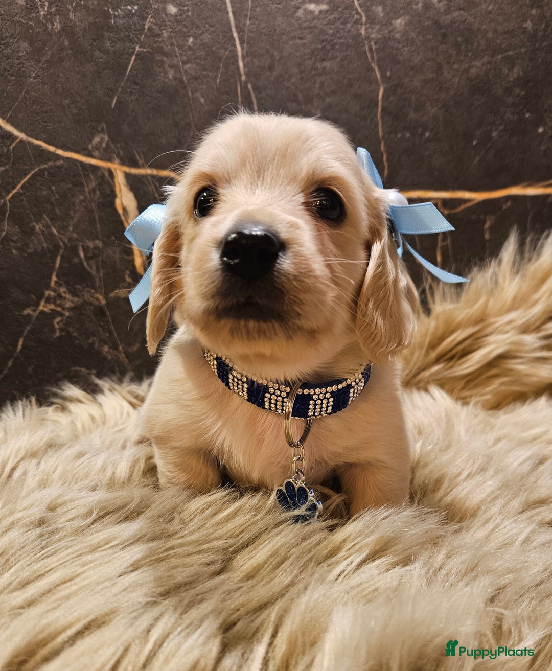 Teckel (langhaar) honden te koop: Schitterende licht blonde kleine teckel pupjes  - Advertentie 4