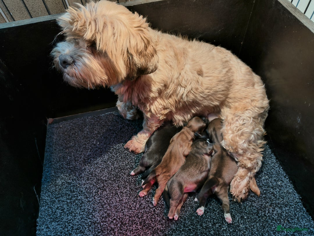 Galerij afbeelding {{count}}