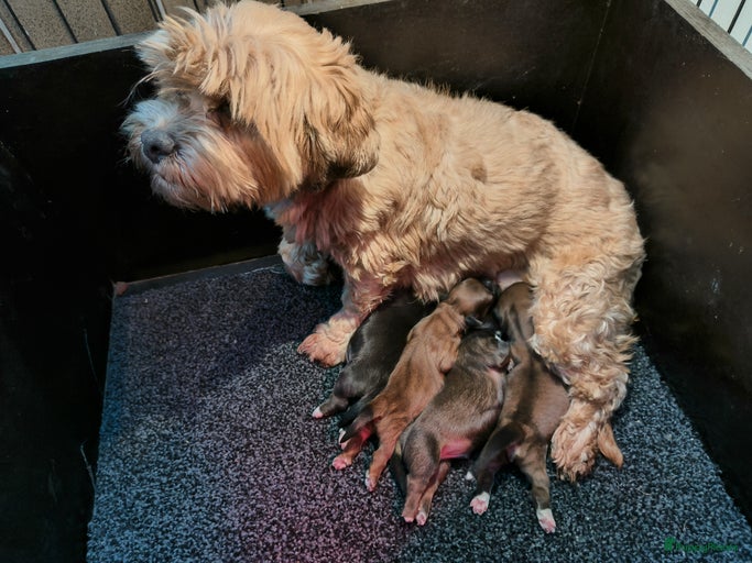 Galerij afbeelding {{count}}