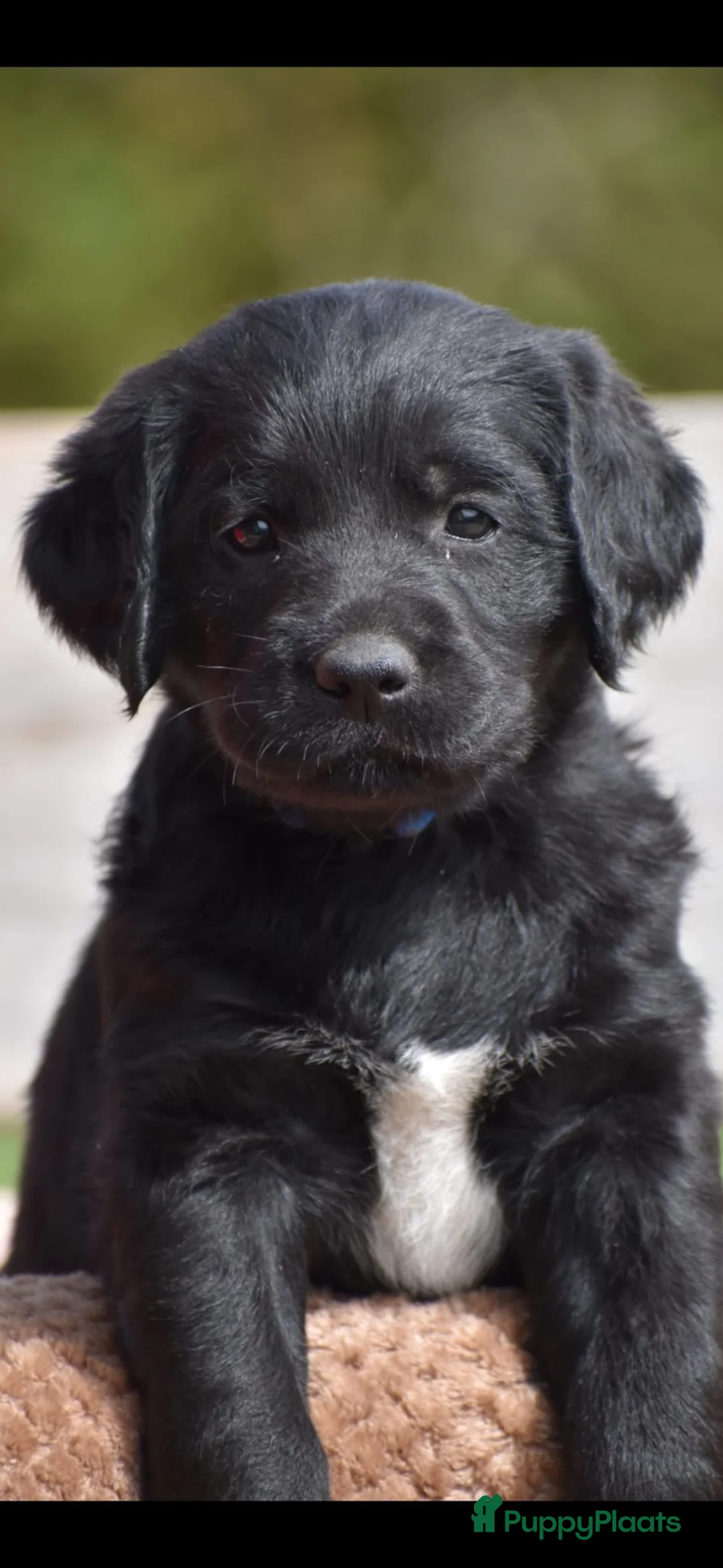 Labradoodle honden te koop: Laatste 2 labradoodles zoeken een eigen huisje - Advertentie 38