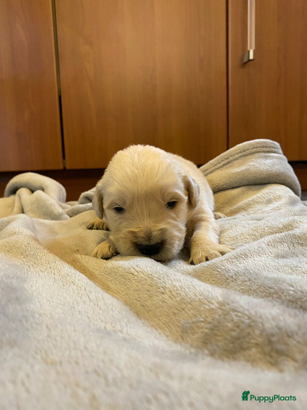 Golden Retriever honden te koop: Golden Retriever pups - Advertentie 5