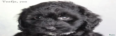 Cockapoo 5