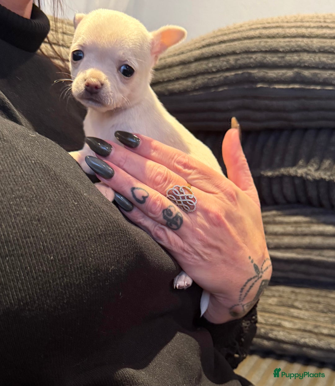Chihuahua honden te koop: Te koop chihuahua pups - Advertentie 7