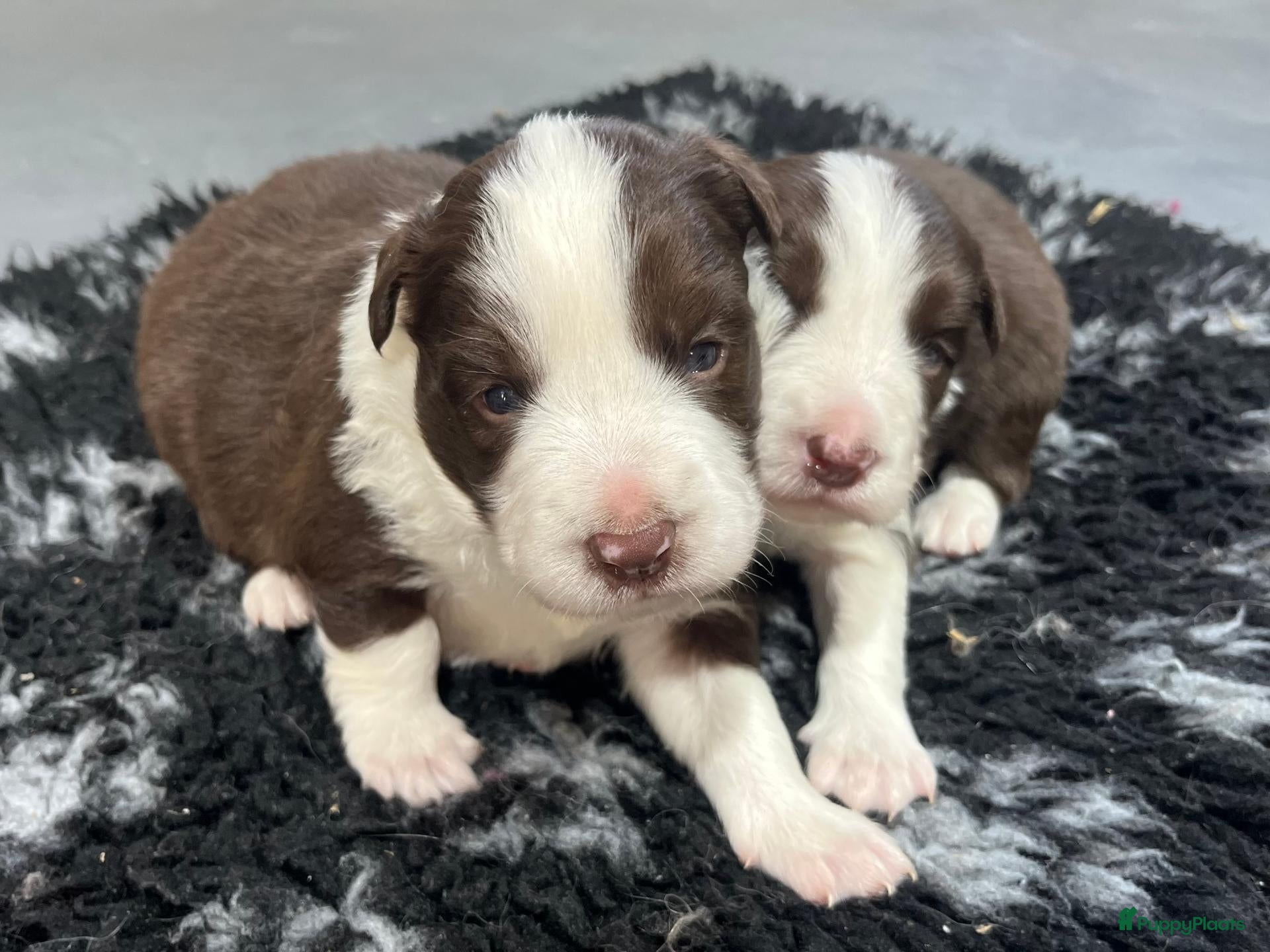 Border Collie honden Border collie pups met FCI stamboom - Advertentie 3