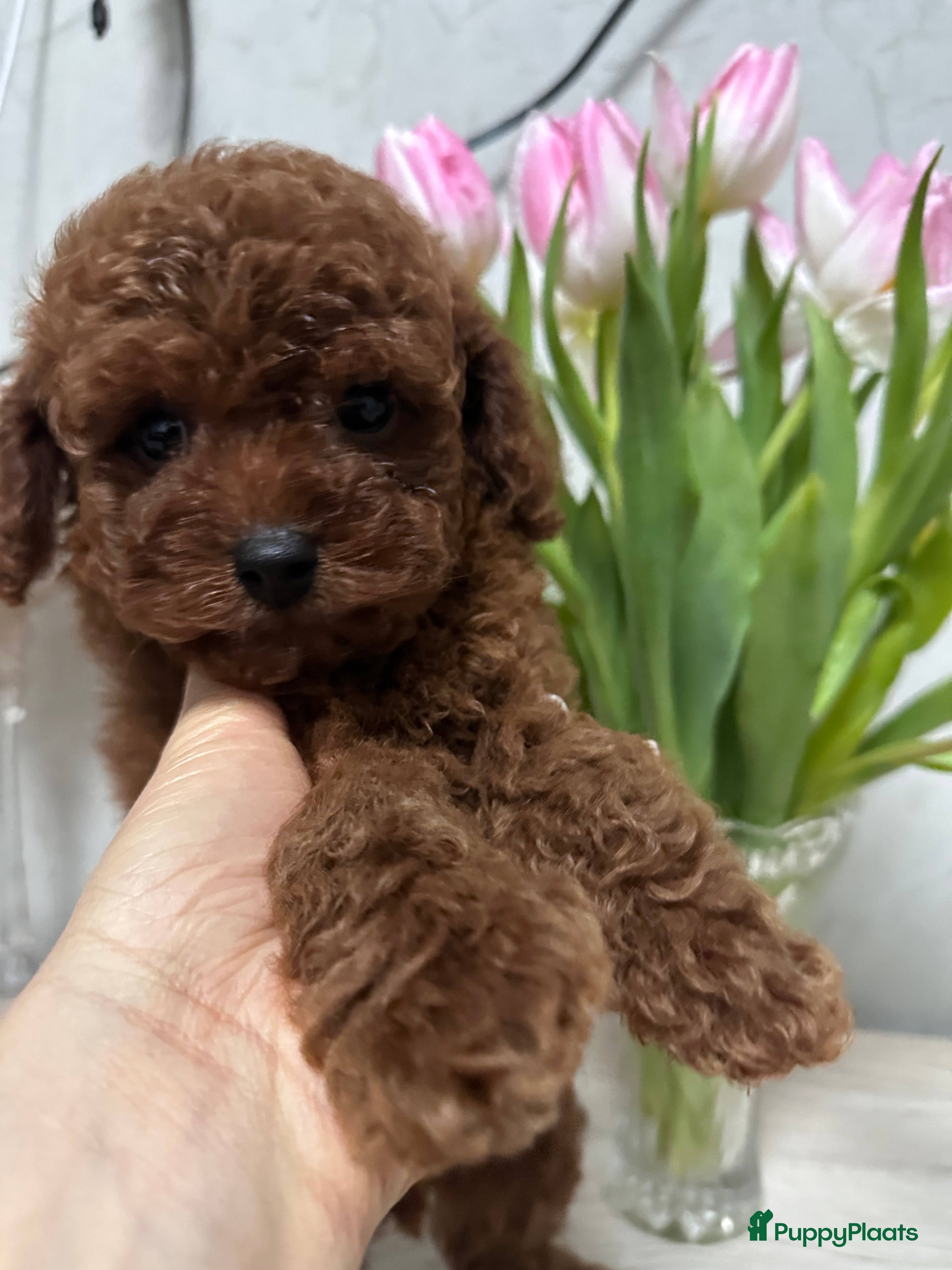 Poedel Toy honden Schattige Toy Poedel puppy’s in rode (red) kleur - Advertentie 6