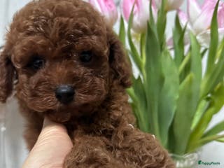 Poedel Toy honden Schattige Toy Poedel puppy’s in rode (red) kleur - Advertentie 2