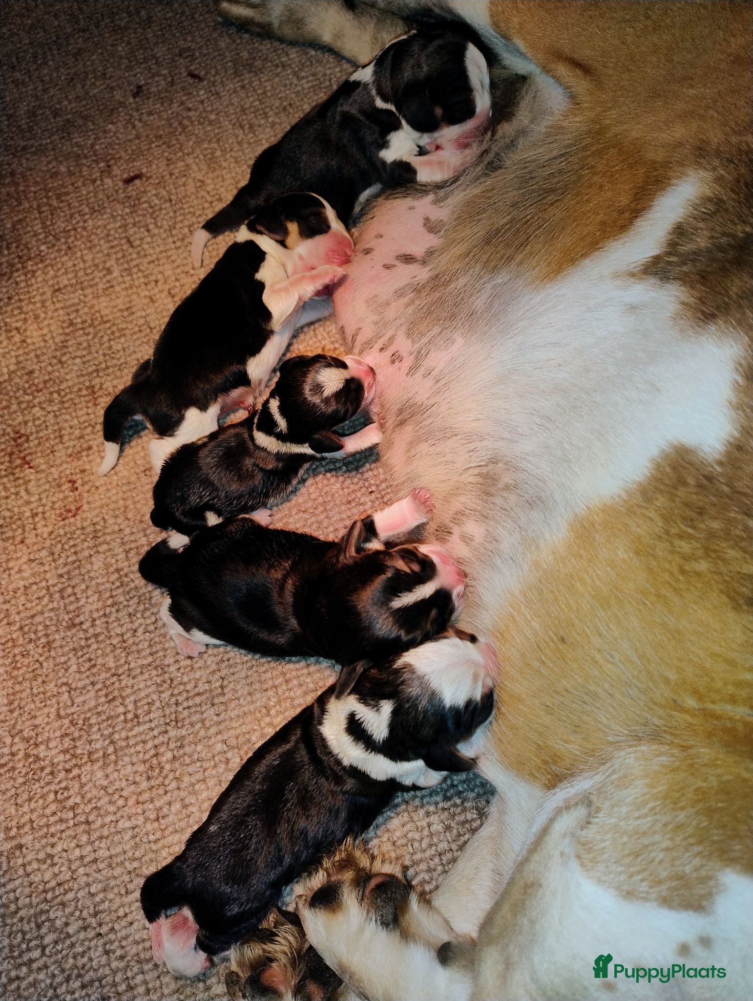 Beagle honden Prachtige Beagle pups  - Advertentie 1