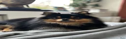 Pomchi honden ter dekking: Black and Tan Pomchi in Oudorp - Advertentie 7