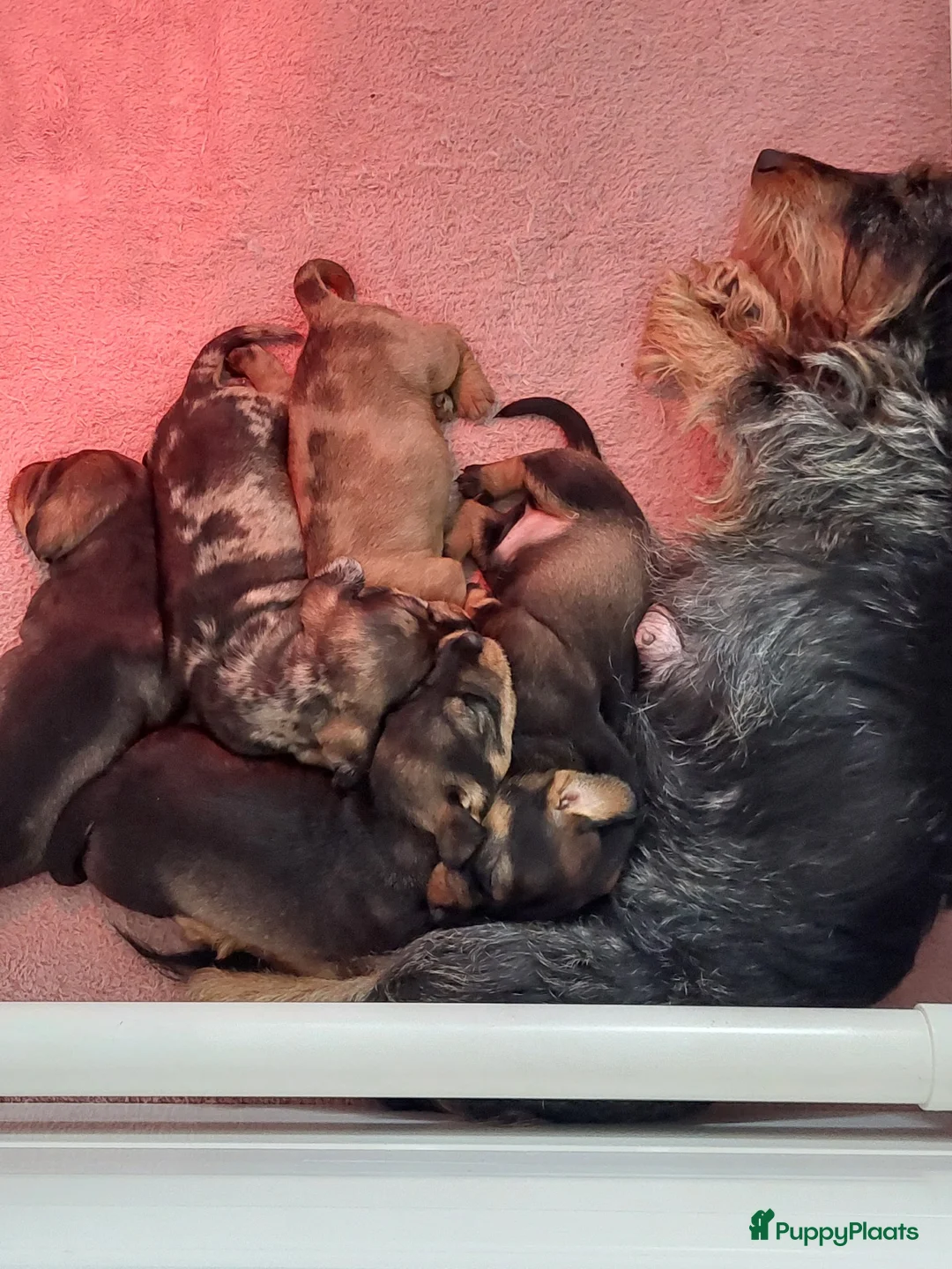 Ruwhaar Teckel honden te koop: 4 prachtige ruwhaar dwergteckels te koop, - Advertentie 1