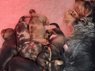 Ruwhaar Teckel honden 4 prachtige ruwhaar dwergteckels te koop, - Advertentie 1